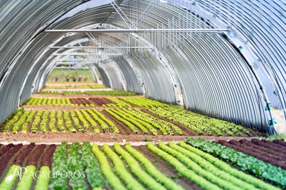 Ways to Increase Productivity with Organic Liquid Fertilizer